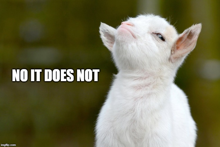 NO IT DOES NOT | image tagged in proud baby goat | made w/ Imgflip meme maker