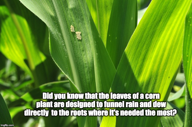 Did you know that the leaves of a corn plant are designed to funnel rain and dew directly  to the roots where it's needed the most? | image tagged in farm,farmer,corn | made w/ Imgflip meme maker