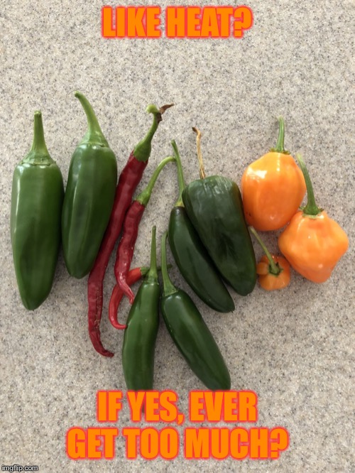 Jalapeños are not hot | LIKE HEAT? IF YES, EVER GET TOO MUCH? | image tagged in hot peppers | made w/ Imgflip meme maker