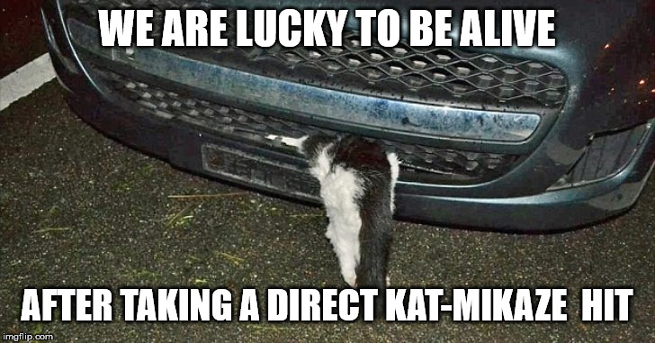 WE ARE LUCKY TO BE ALIVE; AFTER TAKING A DIRECT KAT-MIKAZE  HIT | image tagged in fun | made w/ Imgflip meme maker