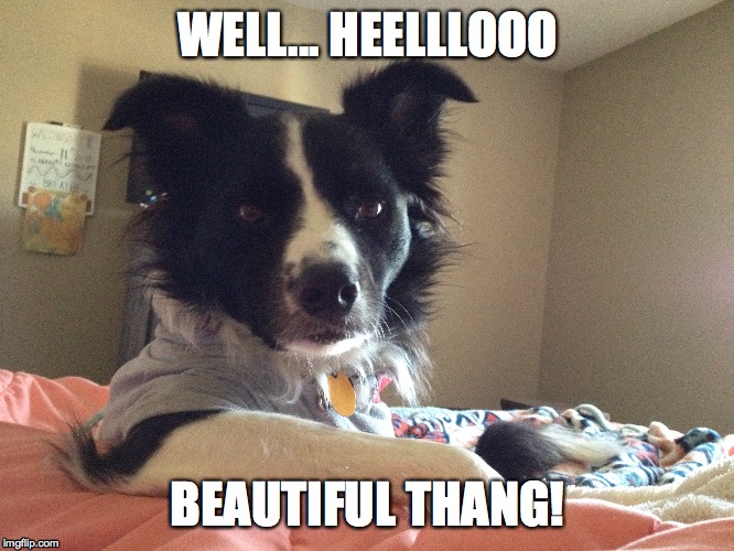 Handsome Pup | WELL... HEELLLOOO; BEAUTIFUL THANG! | image tagged in dogs,funny,pick up lines | made w/ Imgflip meme maker