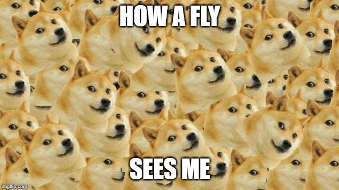 Multi Doge | HOW A FLY; SEES ME | image tagged in memes,multi doge | made w/ Imgflip meme maker