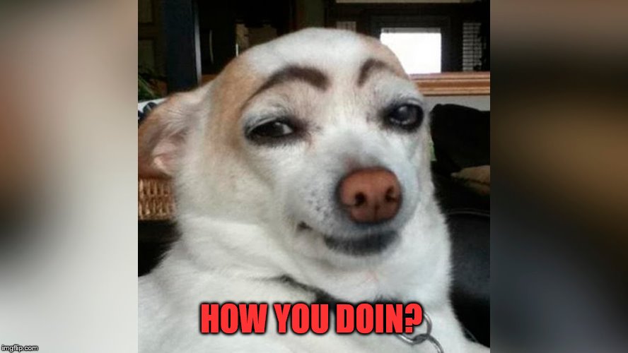 Flirty dog | HOW YOU DOIN? | image tagged in flirty dog | made w/ Imgflip meme maker