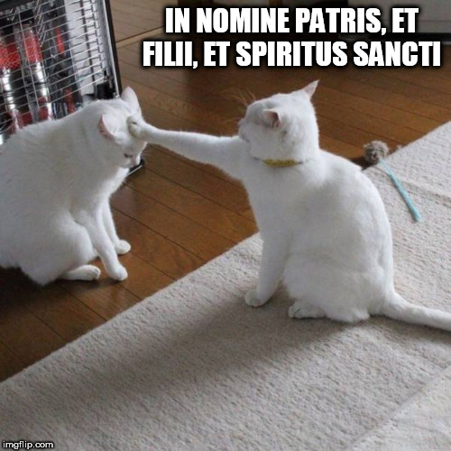 Cats | IN NOMINE PATRIS, ET FILII, ET SPIRITUS SANCTI | image tagged in cats | made w/ Imgflip meme maker