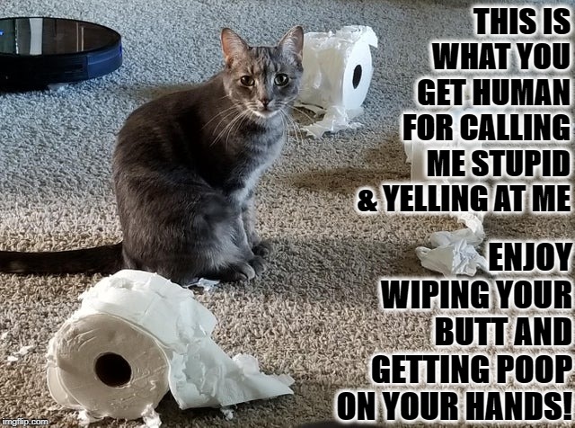 FELINE PUNISHMENT | THIS IS WHAT YOU GET HUMAN FOR CALLING ME STUPID & YELLING AT ME; ENJOY WIPING YOUR BUTT AND GETTING POOP ON YOUR HANDS! | image tagged in feline punishment | made w/ Imgflip meme maker
