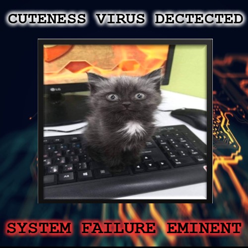tech support cat meme