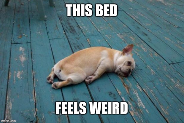 Tired dog | THIS BED; FEELS WEIRD | image tagged in tired dog | made w/ Imgflip meme maker