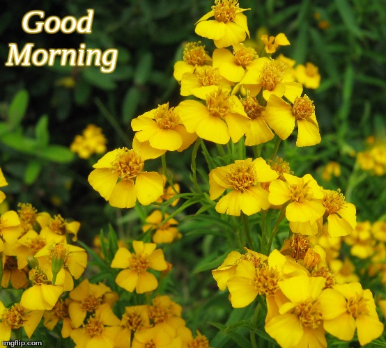Good morning | Good 
Morning | image tagged in good morning,memes,good morning flowers,flowers | made w/ Imgflip meme maker