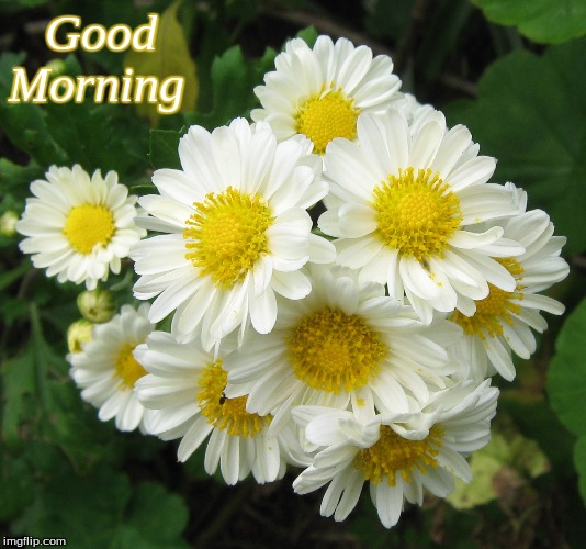 Good morning | Good
Morning | image tagged in good morning,good morning flowers,flowers | made w/ Imgflip meme maker