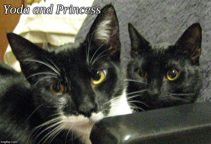 Yoda and Princess | Yoda and Princess | image tagged in cats,memes | made w/ Imgflip meme maker