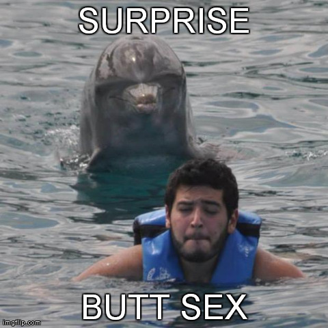 image tagged in funny,dolphins,animals | made w/ Imgflip meme maker