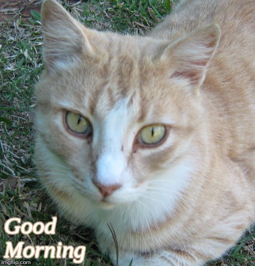 Good morning | Good
Morning | image tagged in memes,cats,good morning,good morning cats | made w/ Imgflip meme maker