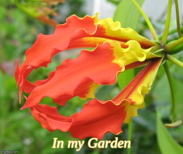 In my garden | In my Garden | image tagged in flowers,memes | made w/ Imgflip meme maker