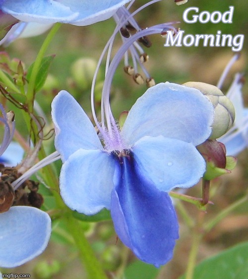 Good morning | Good  
Morning | image tagged in good morning,memes,good morning flowers,flowers | made w/ Imgflip meme maker