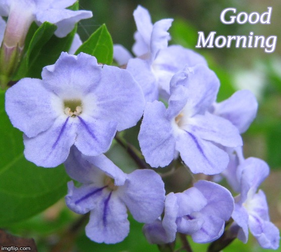 Good morning | Good 
  Morning | image tagged in good morning,memes,flowers,good morning flowers | made w/ Imgflip meme maker