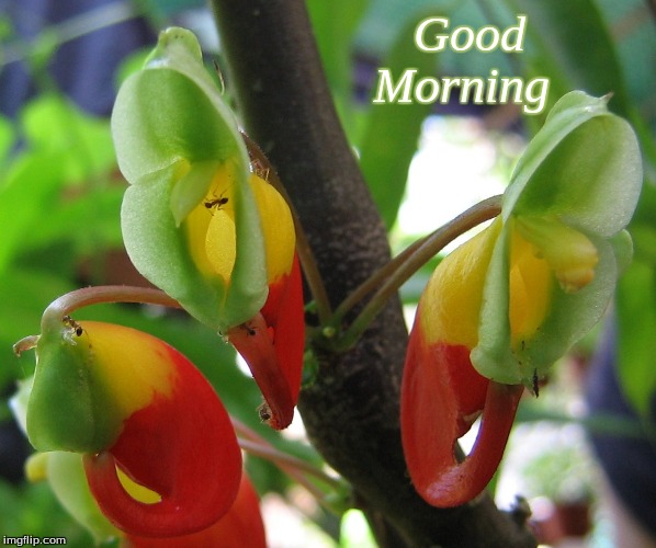 Good morning | Good          
Morning | image tagged in good morning,memes,flowers,good morning flowers | made w/ Imgflip meme maker