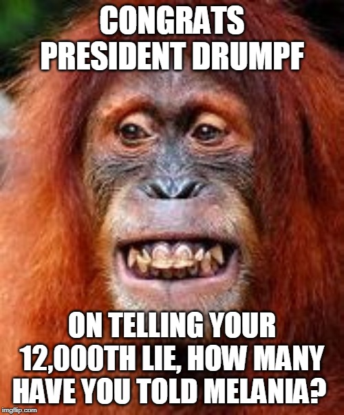Orangutan  | CONGRATS PRESIDENT DRUMPF; ON TELLING YOUR 12,000TH LIE, HOW MANY HAVE YOU TOLD MELANIA? | image tagged in orangutan | made w/ Imgflip meme maker