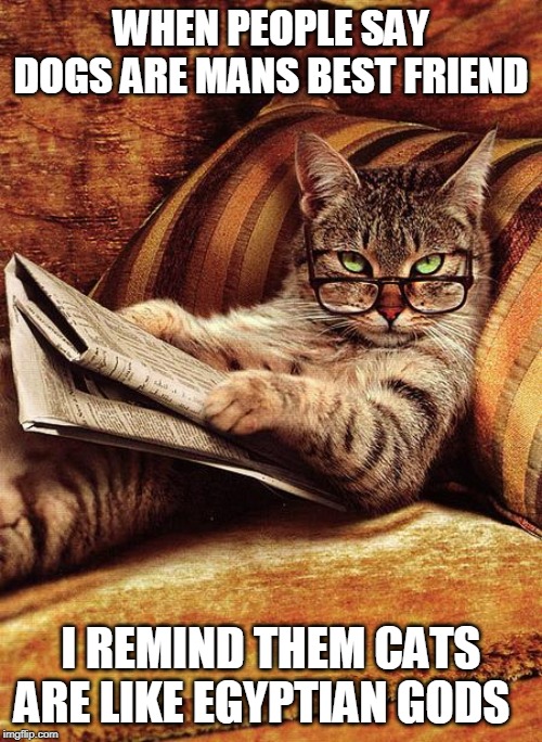 cat reading | WHEN PEOPLE SAY DOGS ARE MANS BEST FRIEND; I REMIND THEM CATS ARE LIKE EGYPTIAN GODS | image tagged in cat reading | made w/ Imgflip meme maker