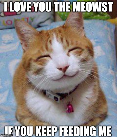 I love you the Meowst | I LOVE YOU THE MEOWST; IF YOU KEEP FEEDING ME | image tagged in i love you the meowst | made w/ Imgflip meme maker