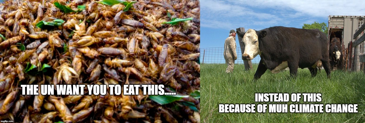 INSTEAD OF THIS BECAUSE OF MUH CLIMATE CHANGE; THE UN WANT YOU TO EAT THIS..... | image tagged in unloading cattle,insects | made w/ Imgflip meme maker