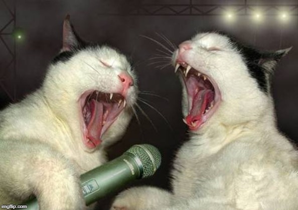 singing cats | image tagged in singing cats | made w/ Imgflip meme maker
