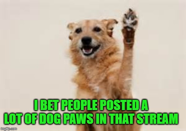 Dog paw | I BET PEOPLE POSTED A LOT OF DOG PAWS IN THAT STREAM | image tagged in dog paw | made w/ Imgflip meme maker