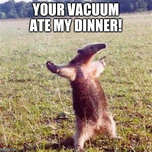 Ant-eater | YOUR VACUUM ATE MY DINNER! | image tagged in ant-eater | made w/ Imgflip meme maker