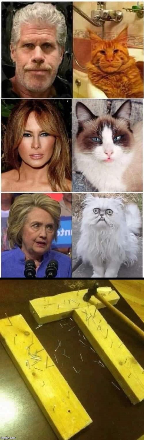 All of them...dead on! | image tagged in cat lookalikes,memes,cats,funny,dead on,animals | made w/ Imgflip meme maker