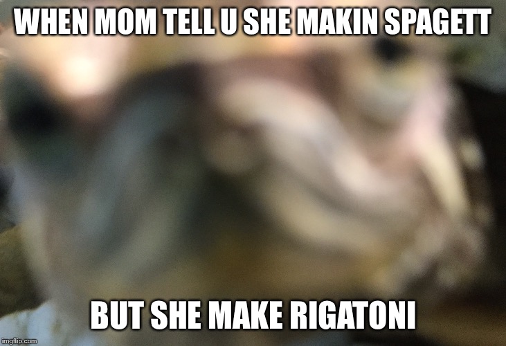 Well... He’s Not Having A Good Day.... | WHEN MOM TELL U SHE MAKIN SPAGETT; BUT SHE MAKE RIGATONI | image tagged in dank memes,turtle,funny | made w/ Imgflip meme maker