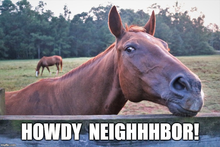 Greetings from the Horse Farm | HOWDY  NEIGHHHBOR! | image tagged in horse,country  western,greetings,greeting,funny horse,horsesmile | made w/ Imgflip meme maker
