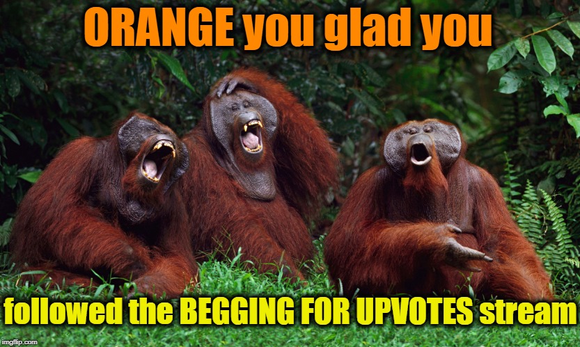 HA HA HA HA HA HA HA HAAAA! | ORANGE you glad you; followed the BEGGING FOR UPVOTES stream | image tagged in orangutan,hilarious | made w/ Imgflip meme maker