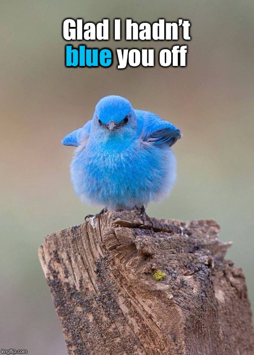 Blue Bird | Glad I hadn’t blue you off blue | image tagged in blue bird | made w/ Imgflip meme maker