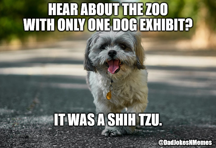 Zoos today just aren't what they used to be. | HEAR ABOUT THE ZOO WITH ONLY ONE DOG EXHIBIT? IT WAS A SHIH TZU. @DadJokesNMemes | image tagged in dad joke,dad jokes,dog,play on words | made w/ Imgflip meme maker