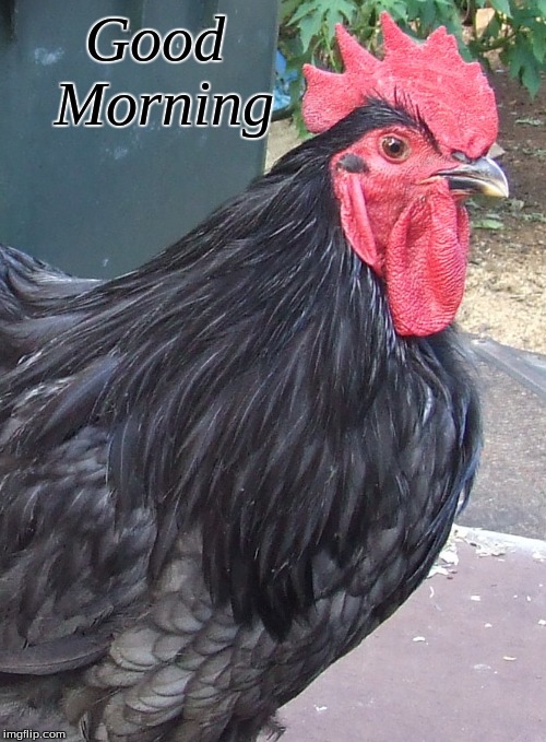Good morning | Good   
   Morning | image tagged in good morning,memes,good morninng chickens | made w/ Imgflip meme maker
