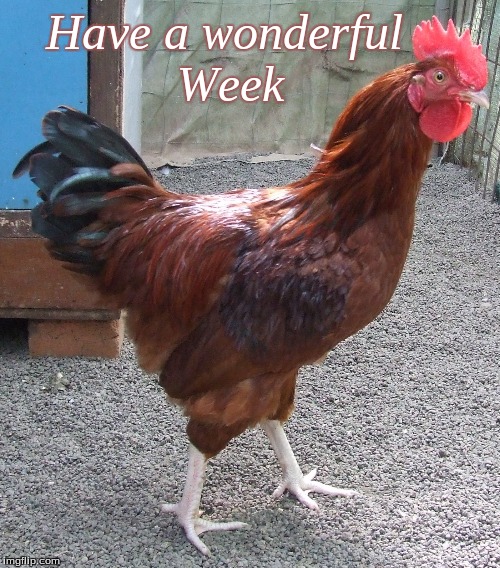 Have a wonderful week | Have a wonderful    
Week | image tagged in good morning,memes,good morning chickens | made w/ Imgflip meme maker