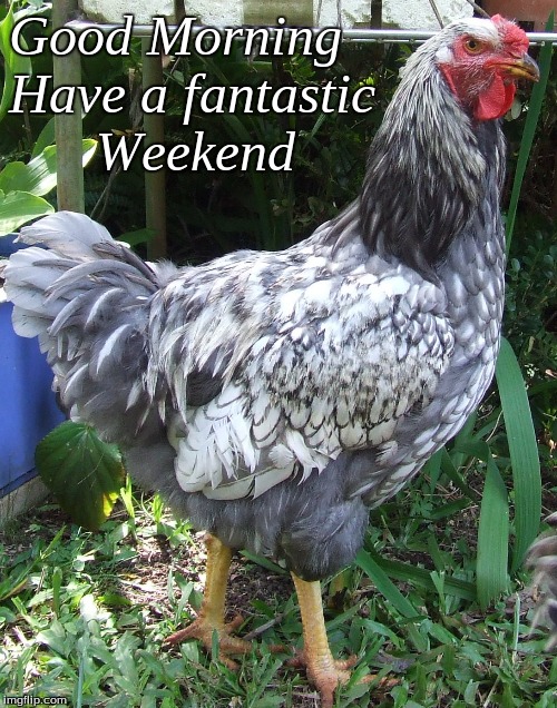 Good morning | Good Morning
Have a fantastic
      Weekend | image tagged in good morning,memes,good morning chickens | made w/ Imgflip meme maker
