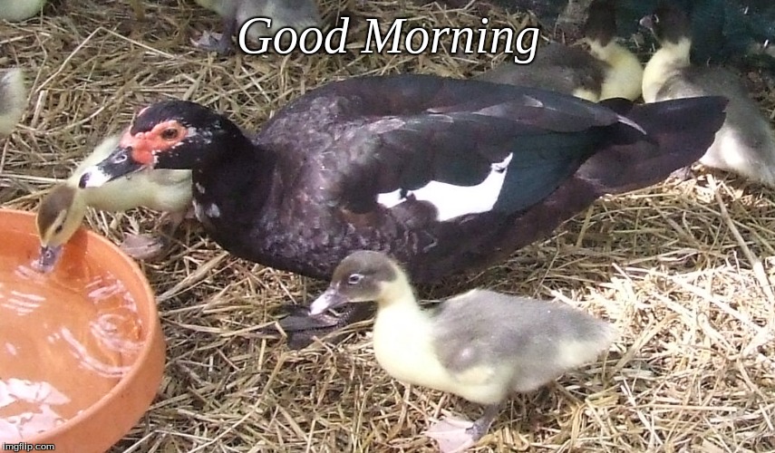 Good morning | Good Morning | image tagged in good morning,memes,good morning ducks | made w/ Imgflip meme maker