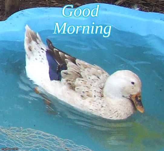 Good morning | Good 
Morning | image tagged in good morning ducks,ducks,good morning,memes | made w/ Imgflip meme maker