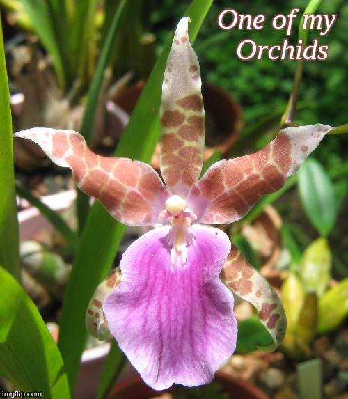 One of my orchids | One of my 
Orchids | image tagged in memes,flowers,orchids | made w/ Imgflip meme maker