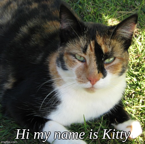 Hi my name is kitty | Hi my name is Kitty | image tagged in cats,memes | made w/ Imgflip meme maker