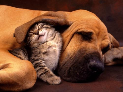 image tagged in cats,dogs,animals