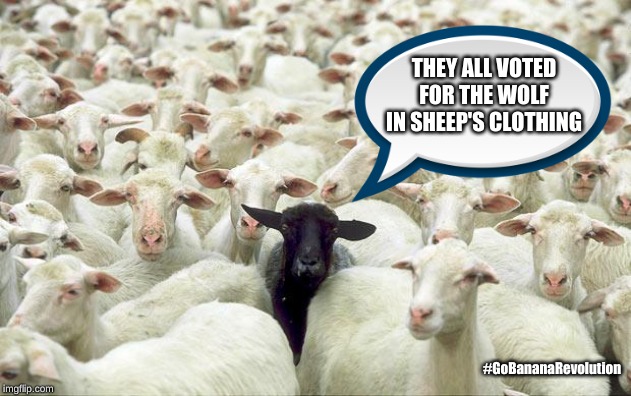 black sheep | THEY ALL VOTED FOR THE WOLF IN SHEEP'S CLOTHING; #GoBananaRevolution | image tagged in black sheep | made w/ Imgflip meme maker