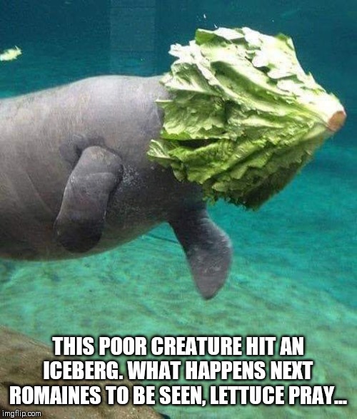 THIS POOR CREATURE HIT AN ICEBERG. WHAT HAPPENS NEXT ROMAINES TO BE SEEN, LETTUCE PRAY... | image tagged in iceberg,joke | made w/ Imgflip meme maker