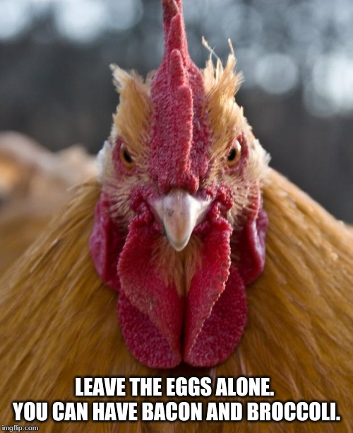 Never anger a Chicken | LEAVE THE EGGS ALONE.  YOU CAN HAVE BACON AND BROCCOLI. | image tagged in angry chicken,leave the eggs alone,eggs have rights,humans are murderous thugs,yolks on you,i love me some eggs | made w/ Imgflip meme maker