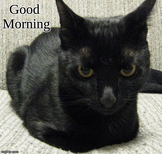 Good morning | Good
Morning | image tagged in good morning,memes,good morning cats,cats,black cats | made w/ Imgflip meme maker