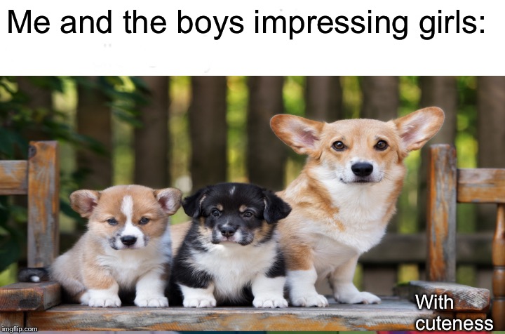 Me and the boys | Me and the boys impressing girls:; With cuteness | image tagged in me and the boys,memes,dogs,doge,pupper | made w/ Imgflip meme maker