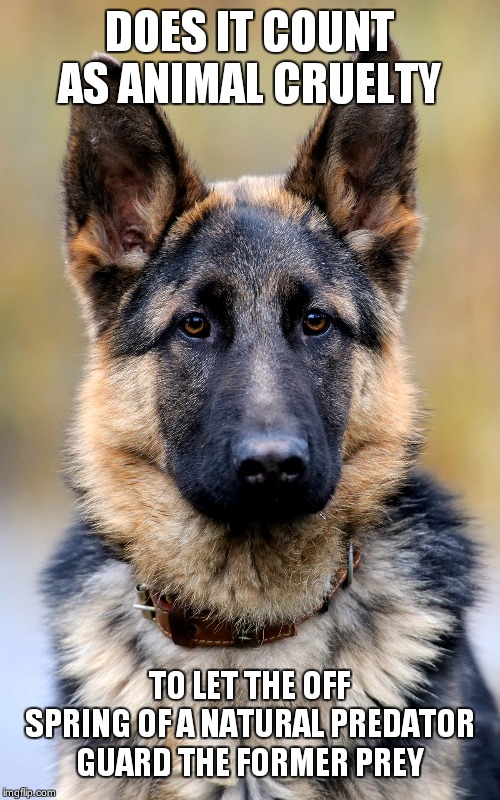 German Shepherd | DOES IT COUNT AS ANIMAL CRUELTY TO LET THE OFF SPRING OF A NATURAL PREDATOR GUARD THE FORMER PREY | image tagged in german shepherd | made w/ Imgflip meme maker