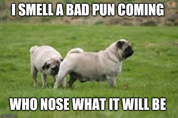 Dog Sniff | I SMELL A BAD PUN COMING WHO NOSE WHAT IT WILL BE | image tagged in dog sniff | made w/ Imgflip meme maker