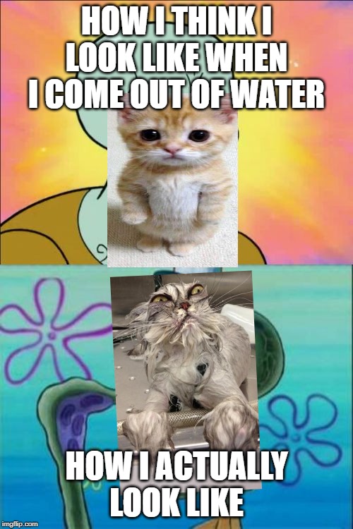 Squidward Meme | HOW I THINK I LOOK LIKE WHEN I COME OUT OF WATER; HOW I ACTUALLY LOOK LIKE | image tagged in memes,squidward,cat,water,how i actually look like,pool | made w/ Imgflip meme maker