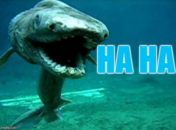 Frilled shark | HA HA | image tagged in frilled shark | made w/ Imgflip meme maker